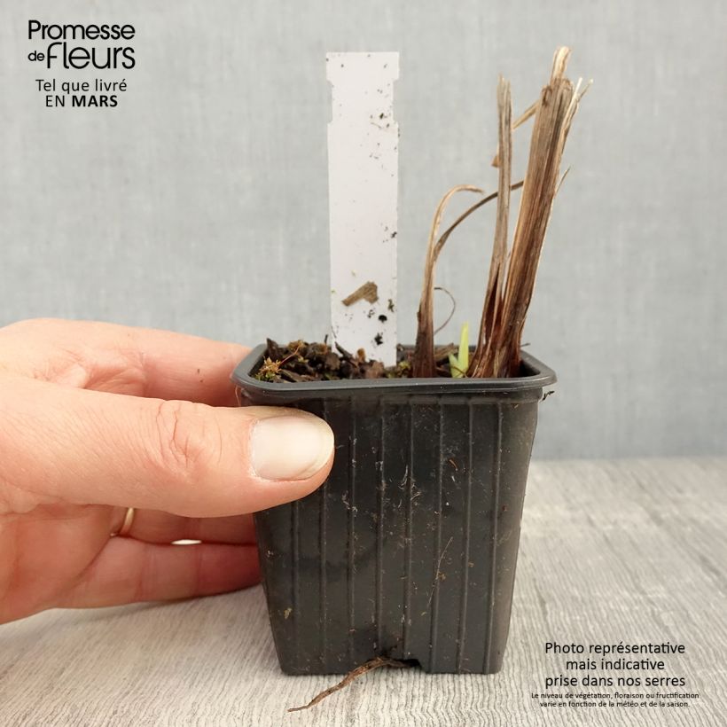 Example of Iris ensata Lady in Waiting - Japanische Schwertlilie Kleine Töpfe von 8/9 cm as you get in printemps