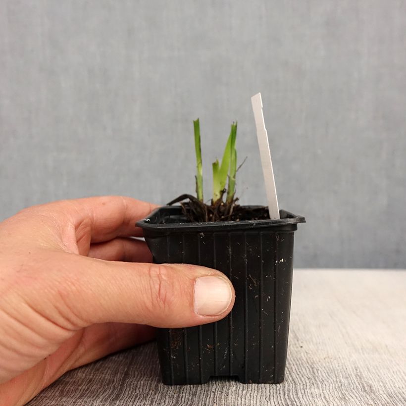 Example of Iris ensata Rose Queen - Japanische Schwertlilie Kleine Töpfe von 8/9 cm as you get in printemps