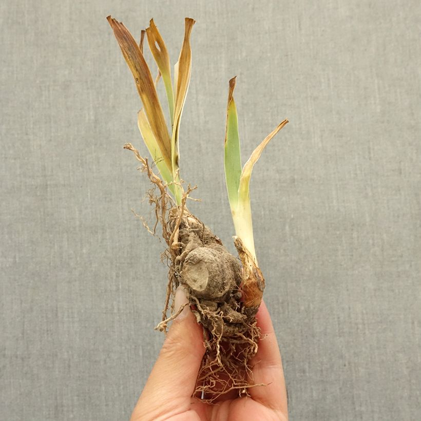 Exemplar von Iris Above The Clouds - Schwertlilie Rhizom wie im Winter geliefert