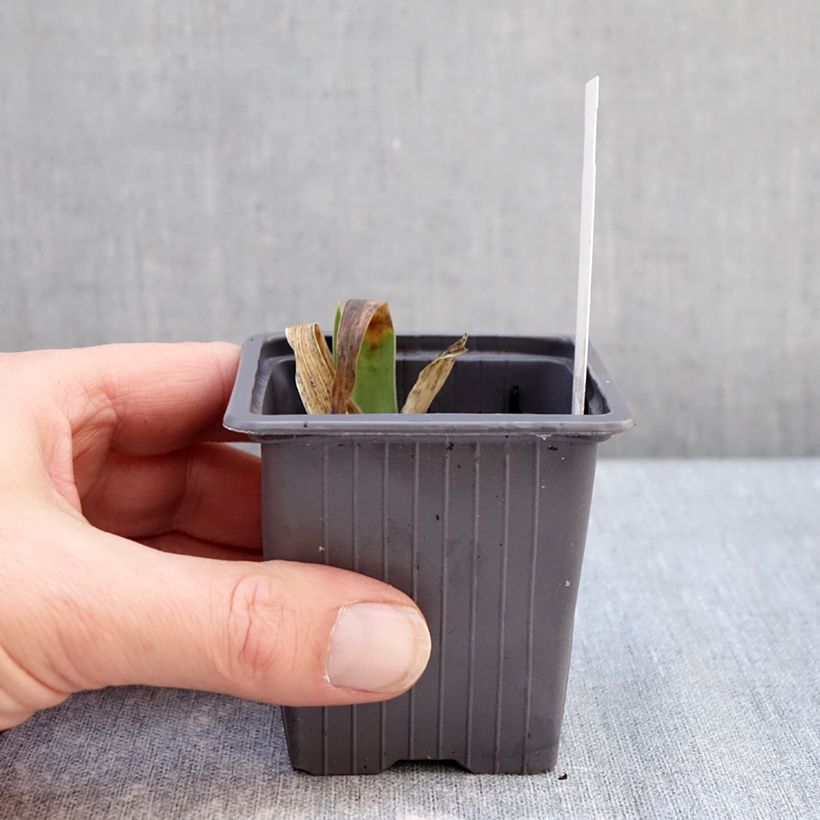 Example of Iris Accent Variegata - Schwertlilie Kleine Töpfe von 8/9 cm as you get in hiver