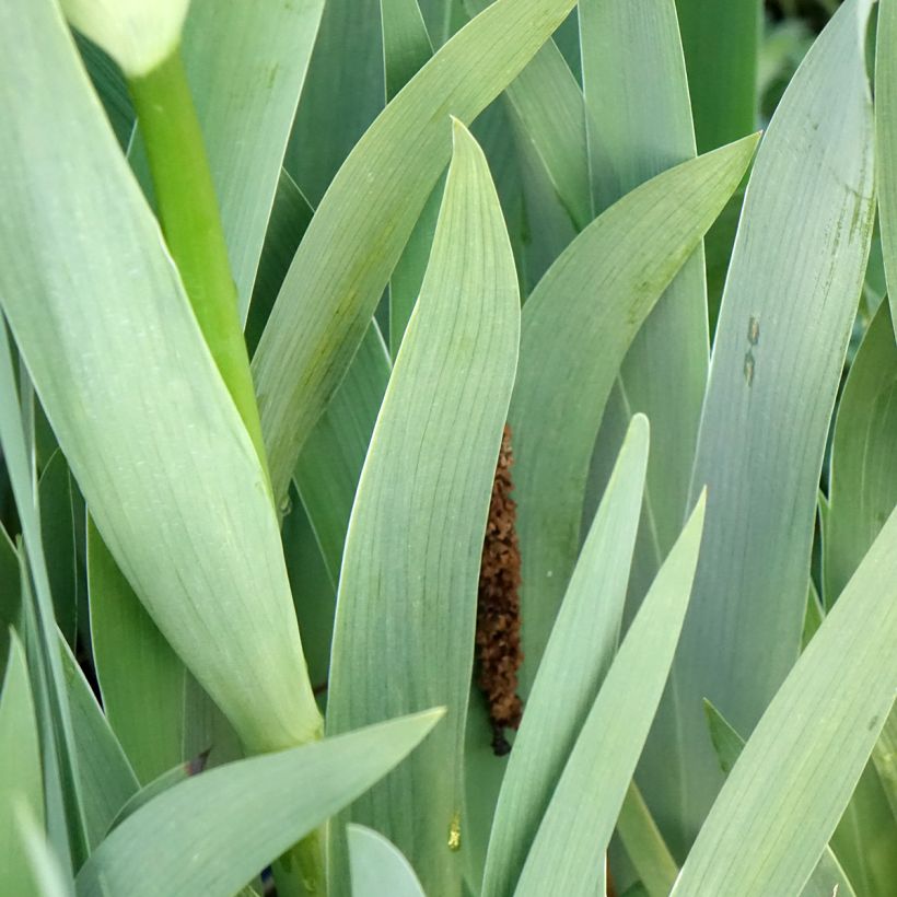 Iris Accent Variegata - Schwertlilie (Laub)