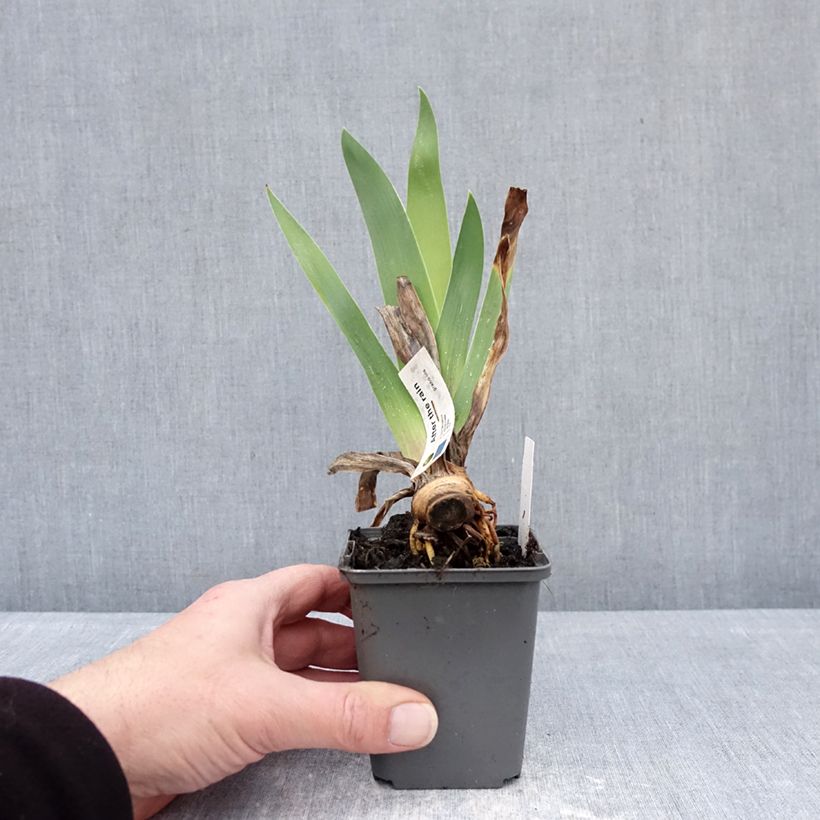 Example of Iris After The Rain - Schwertlilie Kleine Töpfe von 8/9 cm as you get in hiver