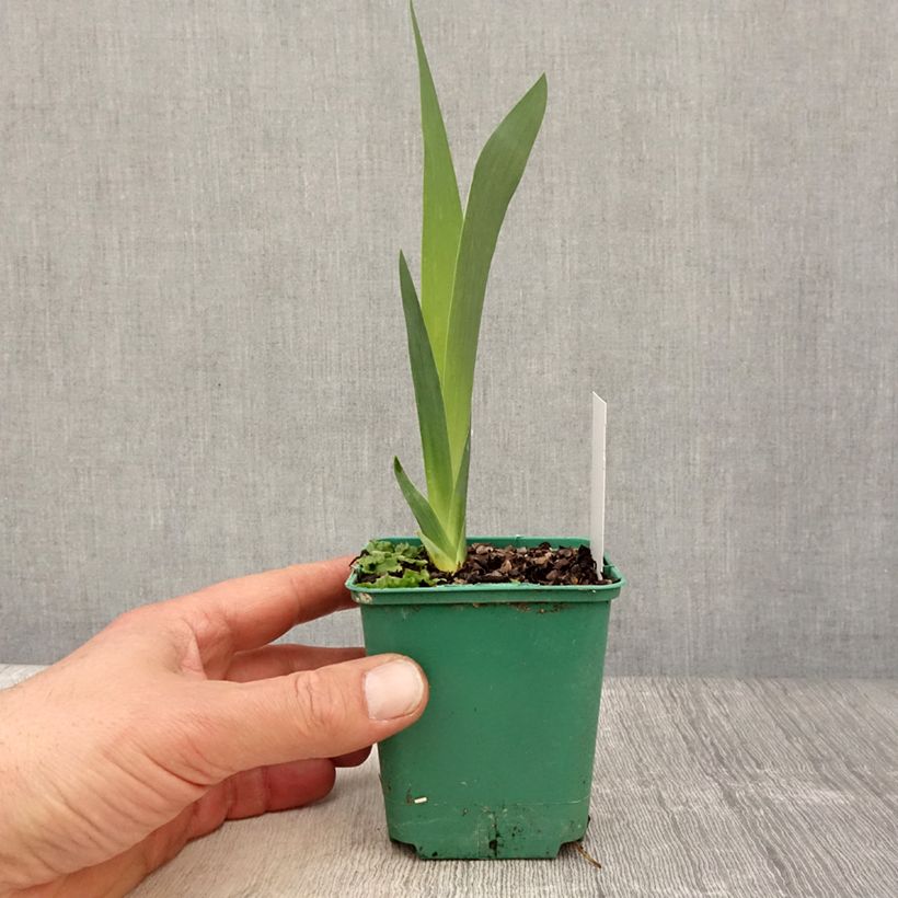 Example of Iris Agrippa - Schwertlilie Kleine Töpfe von 8/9 cm as you get in printemps