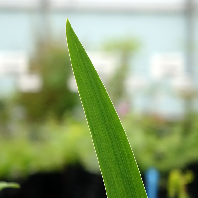 Iris Agrippa - Schwertlilie (Foliage)