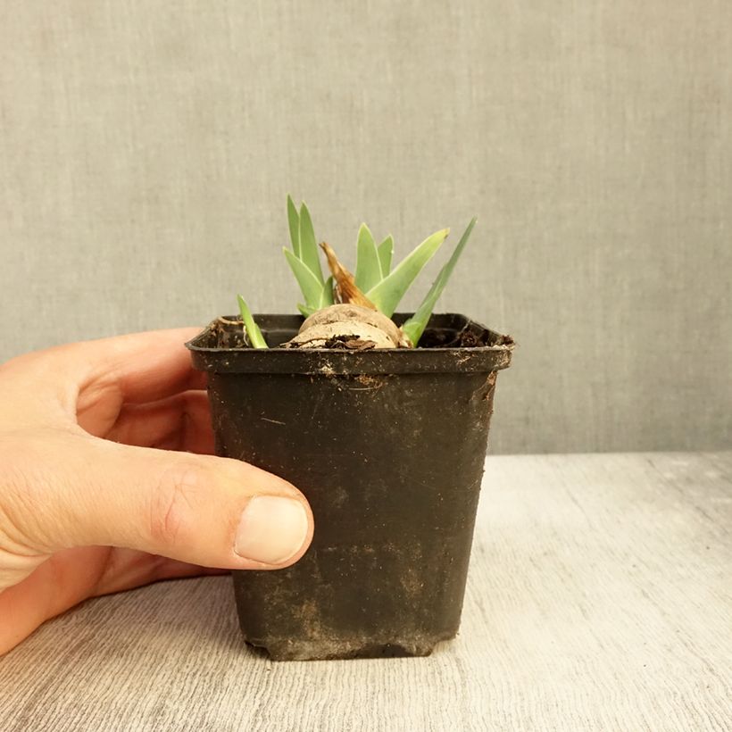 Exemplar von Iris germanica Alizes - Iris des Jardins Godet de 8/9 cm wie im Herbst geliefert