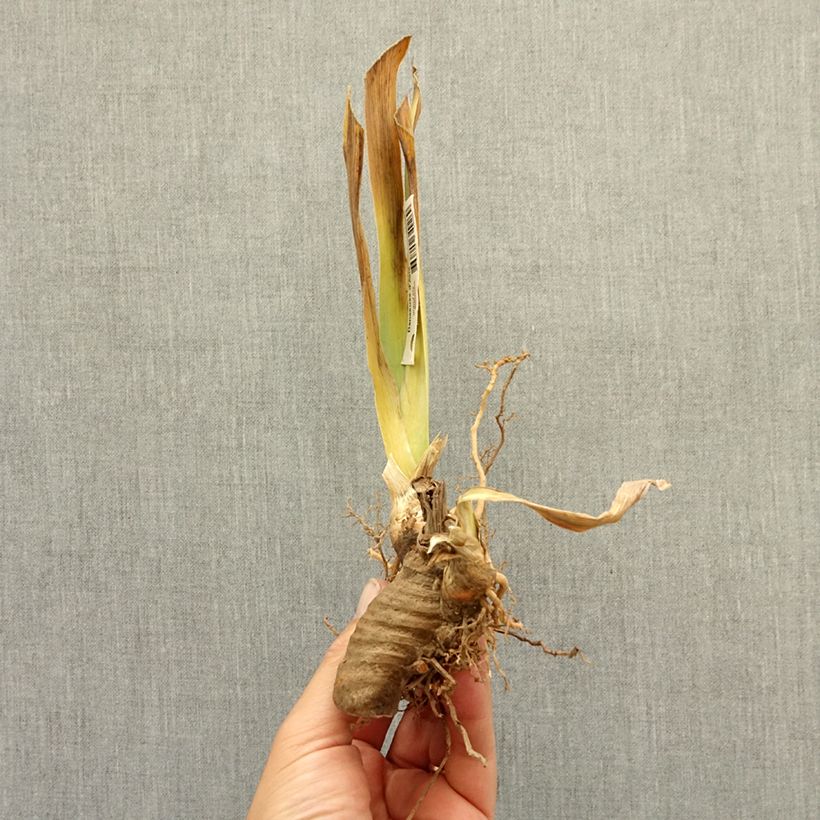 Exemplar von Iris Ambertine - Schwertlilie Rhizom wie im Winter geliefert