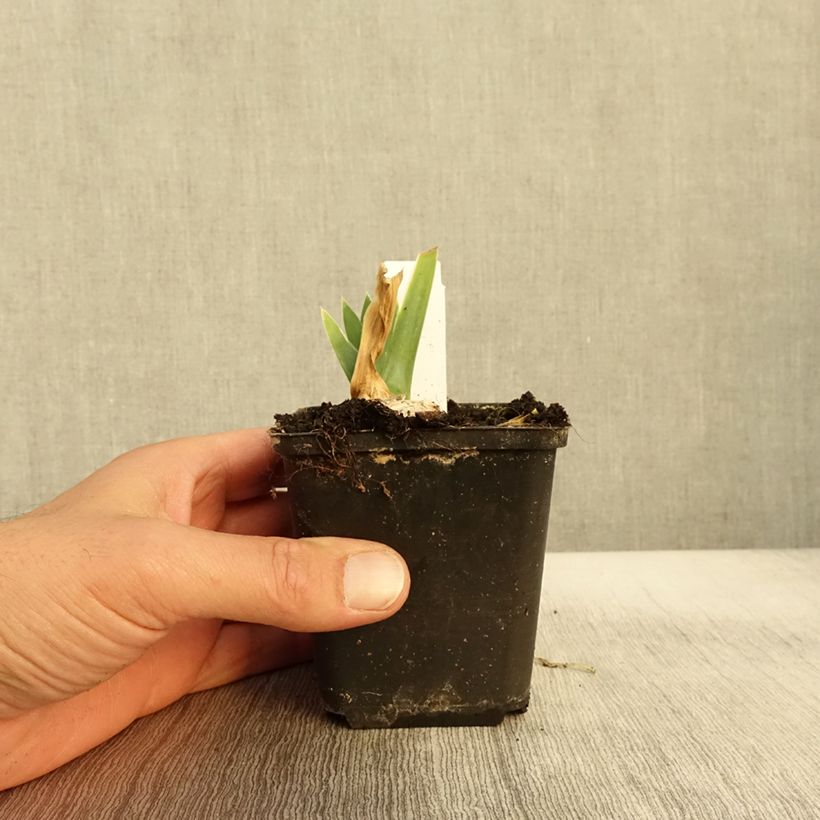 Exemplar von Iris germanica Arctic Age Godet de 8/9 cm wie im Herbst geliefert