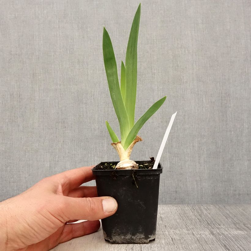 Example of Iris Babbling Brook - Schwertlilie Kleine Töpfe von 8/9 cm as you get in printemps