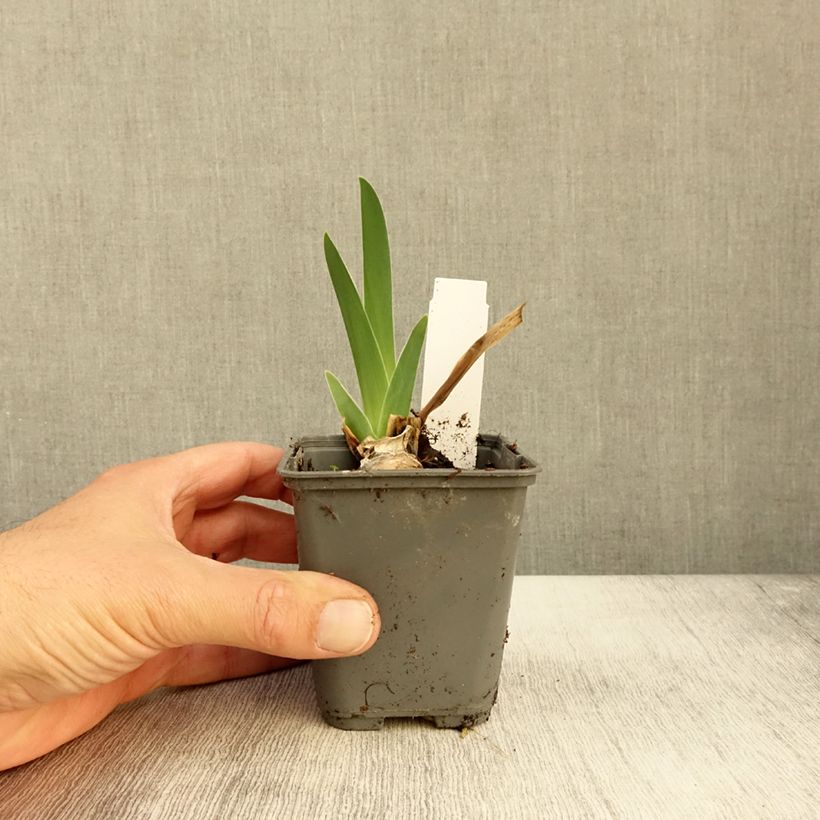 Exemplar von Iris germanica Baie des Anges - Iris des Jardins Godet de 8/9 cm wie im Herbst geliefert