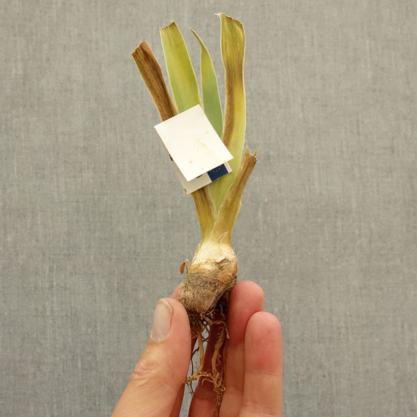 Exemplar von Iris Baie Rose - Schwertlilie Rhizom wie im Winter geliefert