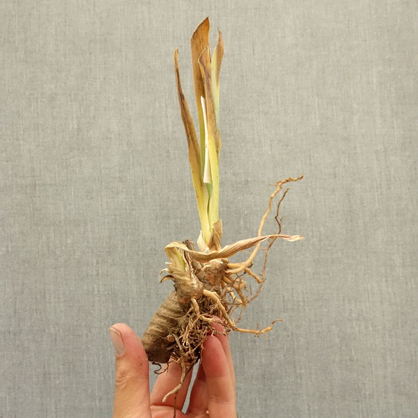Exemplar von Iris Beauté De Sologne - Schwertlilie Rhizom wie im Winter geliefert