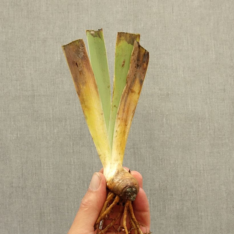 Exemplar von Iris Bel Azur - Schwertlilie Rhizom wie im Winter geliefert