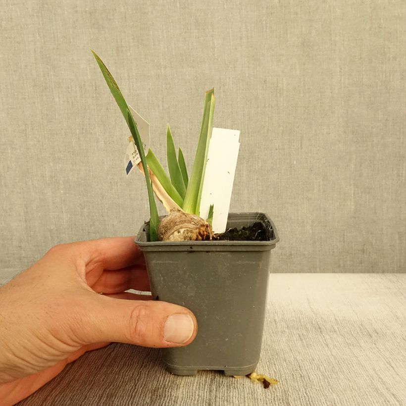Exemplar von Iris germanica Belle Surprise - Grand Iris des Jardins Godet de 8/9 cm wie im Herbst geliefert