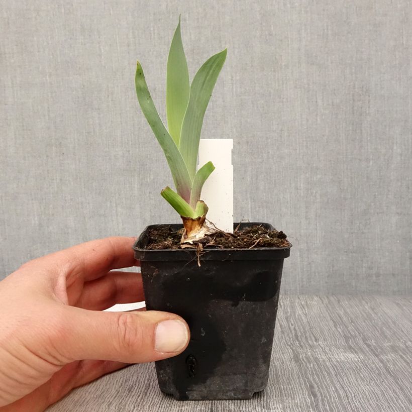 Exemplar von Iris Bishop's Robe - Schwertlilie Kleine Töpfe von 8/9 cm wie im Frühjahr geliefert