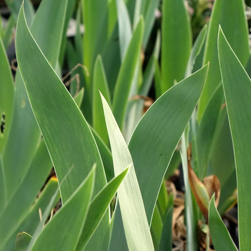 Iris Black Dragon - Schwertlilie (Laub)