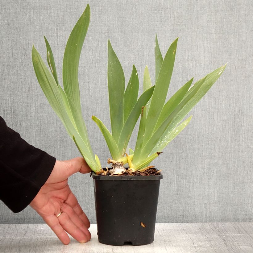 Exemplar von Iris Black Dragon - Schwertlilie Topf mit 1,5L/2L wie im Frühjahr geliefert