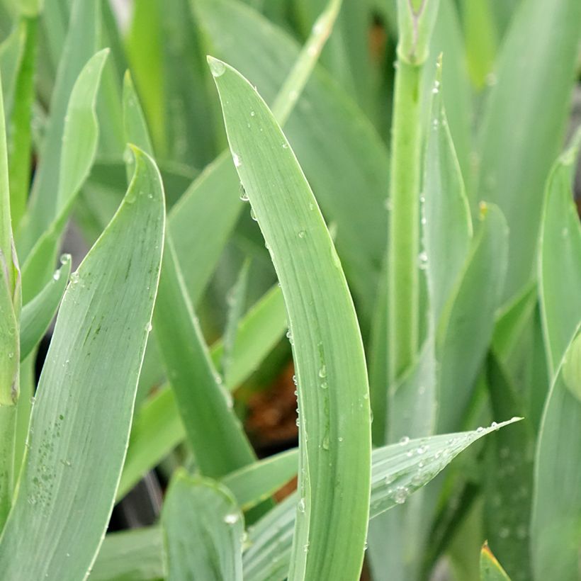 Iris Black Knight - Schwertlilie (Foliage)
