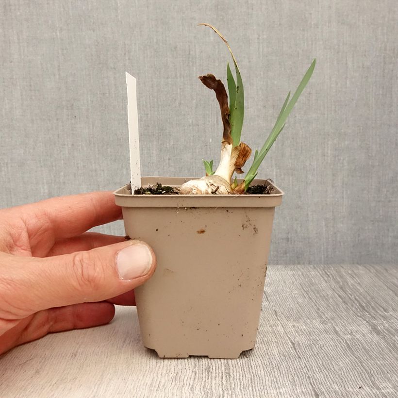 Example of Iris Blessed Again - Schwertlilie Kleine Töpfe von 8/9 cm as you get in printemps