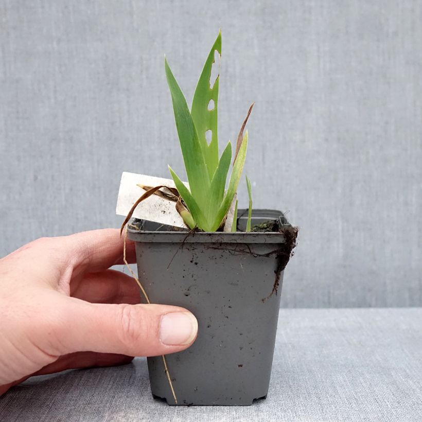 Example of Iris Blue Crusader - Schwertlilie Kleine Töpfe von 8/9 cm as you get in hiver