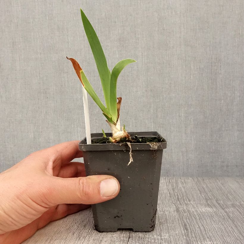 Exemplar von Iris Blue Rhythm - Schwertlilie Kleine Töpfe von 8/9 cm wie im Frühjahr geliefert