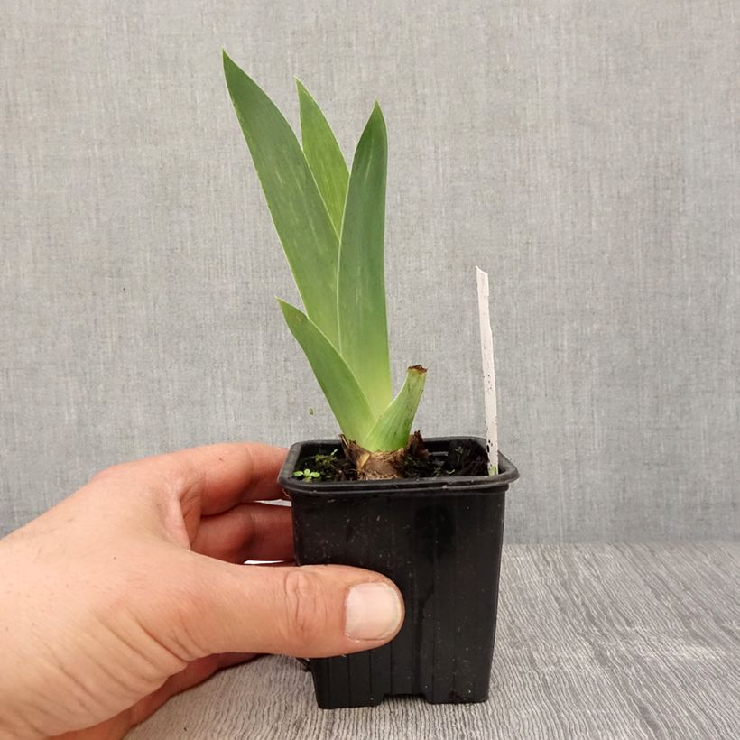 Example of Iris Blue Sapphire - Schwertlilie Kleine Töpfe von 8/9 cm as you get in printemps