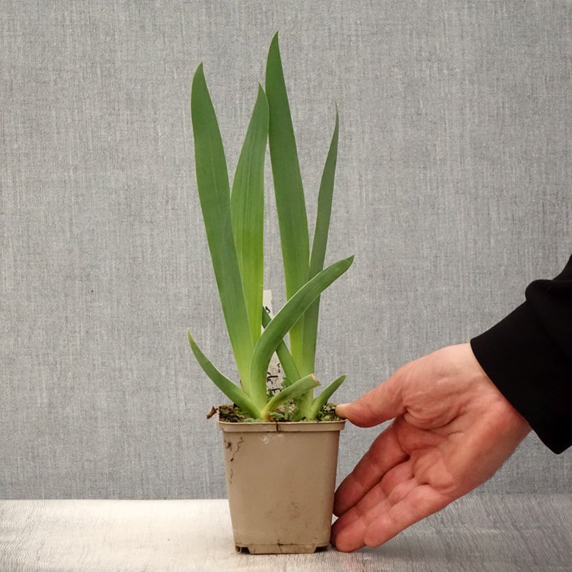 Example of Iris Brin de Folie - Schwertlilie Kleine Töpfe von 8/9 cm as you get in printemps