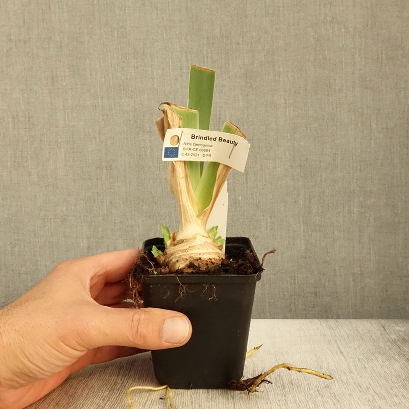 Exemplar von Iris germanica Brindled Beauty - Iris des Jardins Godet de 8/9 cm wie im Herbst geliefert