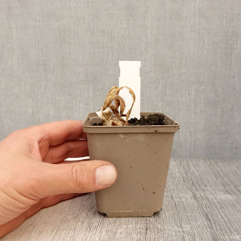 Example of Iris Bullwinkle - Schwertlilie Kleine Töpfe von 8/9 cm as you get in printemps