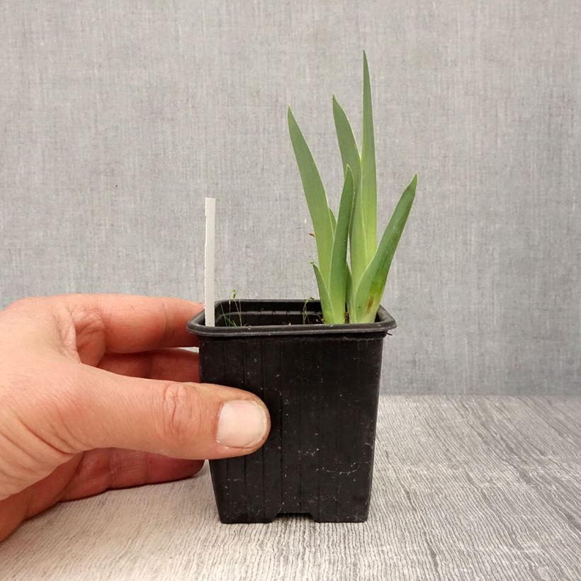 Example of Iris Candy Apple - Zwerg-Iris Kleine Töpfe von 8/9 cm as you get in printemps