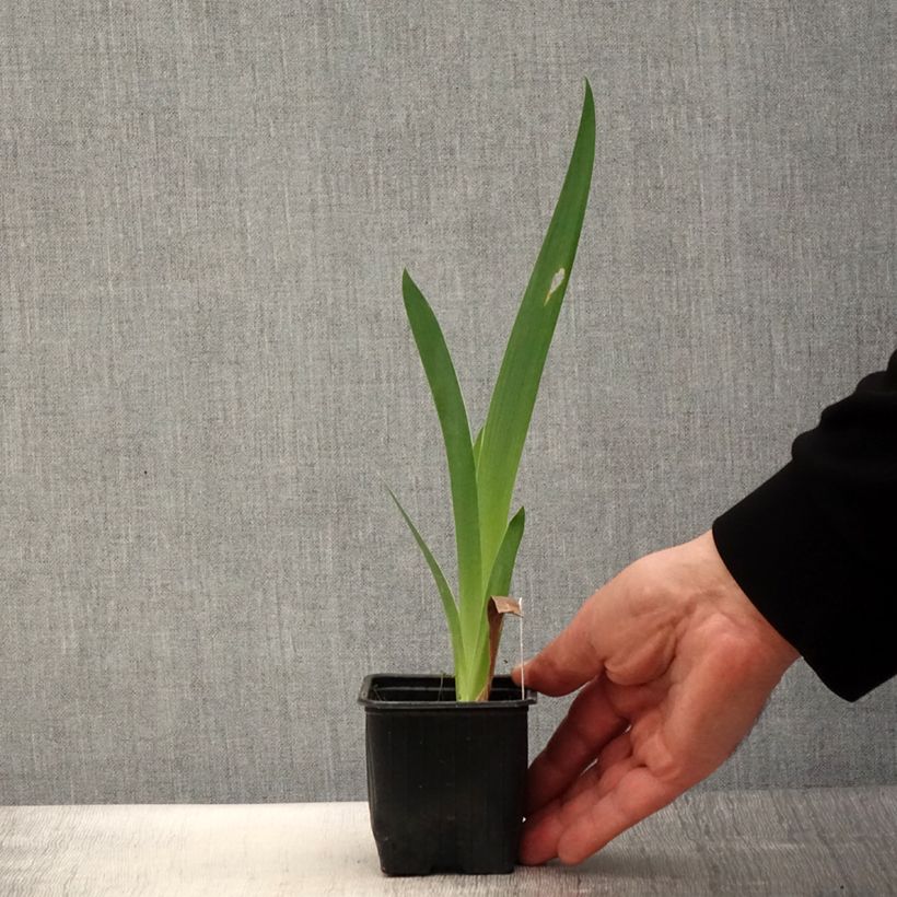 Example of Iris Casino Queen - Schwertlilie Kleine Töpfe von 8/9 cm as you get in printemps