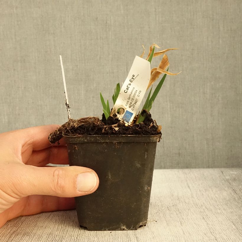 Exemplar von Iris germanica Cat's Eye - Iris des Jardins Lilliput Godet de 8/9 cm wie im Herbst geliefert