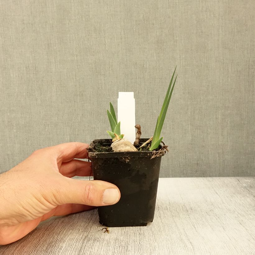 Exemplar von Iris germanica Chateau d Auvers Sur Oise Godet de 8/9 cm wie im Herbst geliefert