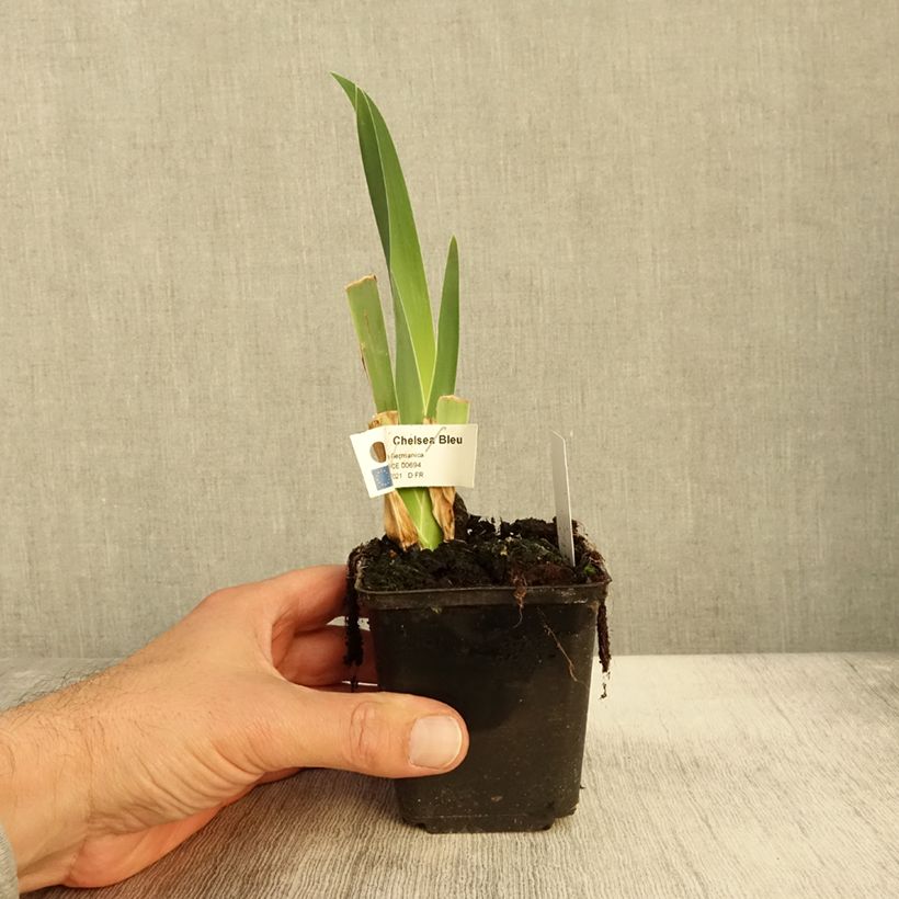 Exemplar von Iris germanica Chelsea Bleu Godet de 8/9 cm wie im Herbst geliefert
