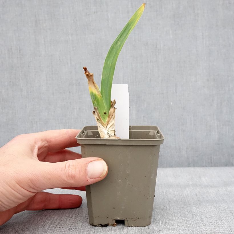 Exemplar von Iris germanica Cherished - Iris des Jardins remontant Godet de 8/9 cm, Calibre 4/6 wie im Winter geliefert