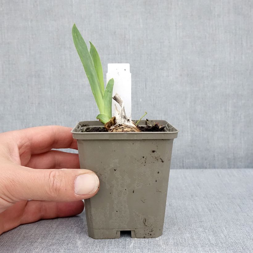 Example of Iris Cherished - Schwertlilie Kleine Töpfe von 8/9 cm as you get in printemps