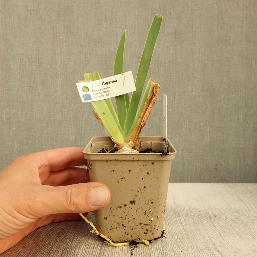 Exemplar von Iris germanica Cigarillo - Iris des Jardins Godet de 8/9 cm wie im Herbst geliefert