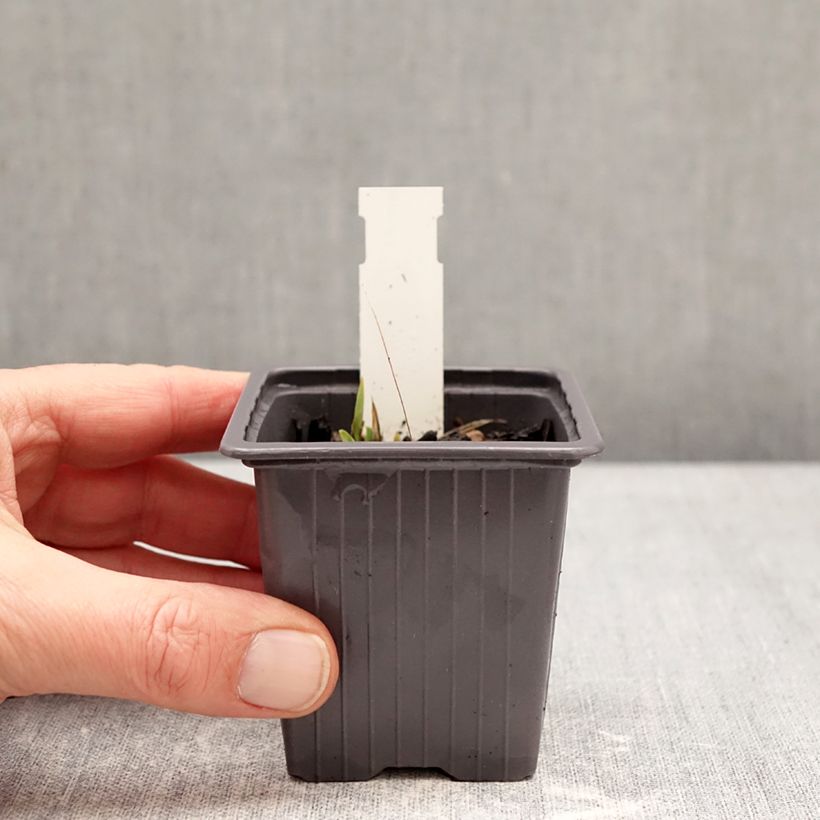 Example of Iris Color me Rose - Schwertlilie Kleine Töpfe von 8/9 cm as you get in hiver