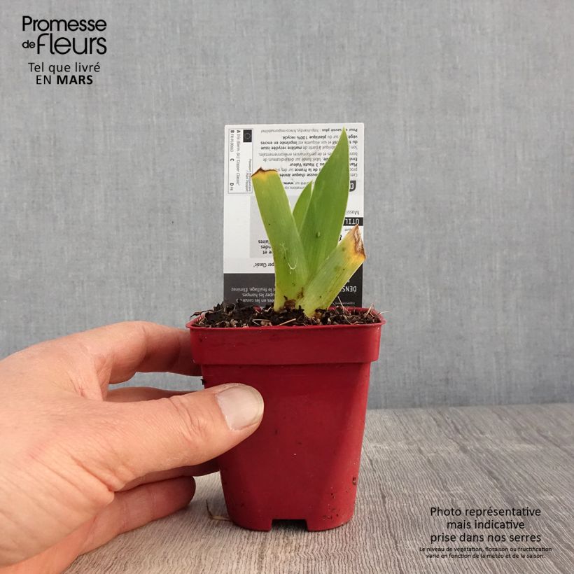 Exemplar von Iris Copper Classic - Schwertlilie Kleine Töpfe von 8/9 cm wie im Frühjahr geliefert