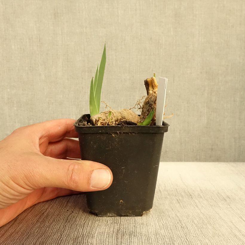 Exemplar von Iris germanica Crimson Tiger - Iris des Jardins Godet de 8/9 cm wie im Herbst geliefert