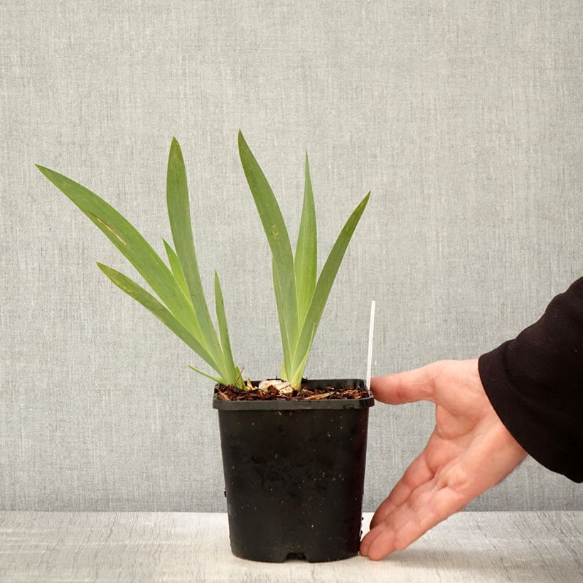 Example of Iris Crinoline - Schwertlilie Topf mit 1,5L/2L as you get in printemps