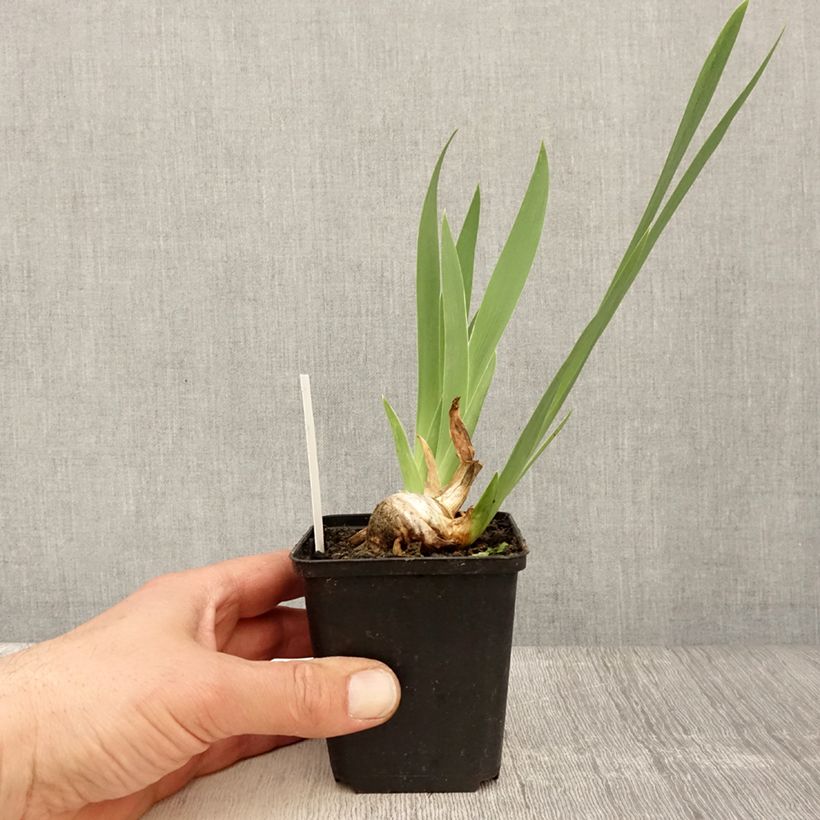 Example of Iris Crinoline - Schwertlilie Kleine Töpfe von 8/9 cm as you get in printemps