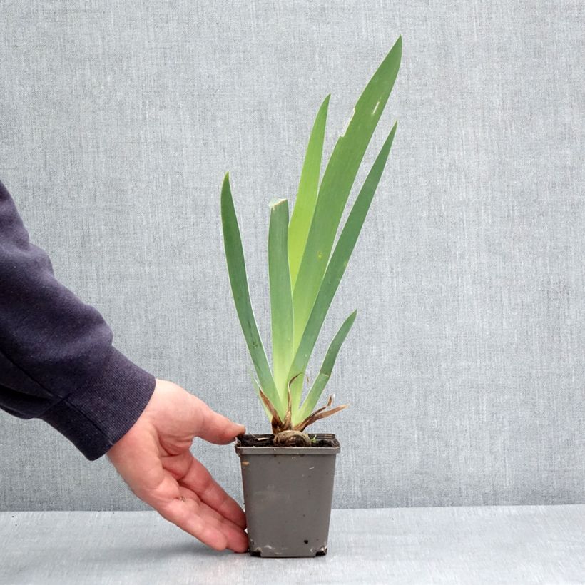 Exemplar von Iris Dame de Coeur - Schwertlilie Kleine Töpfe von 8/9 cm wie im Frühjahr geliefert