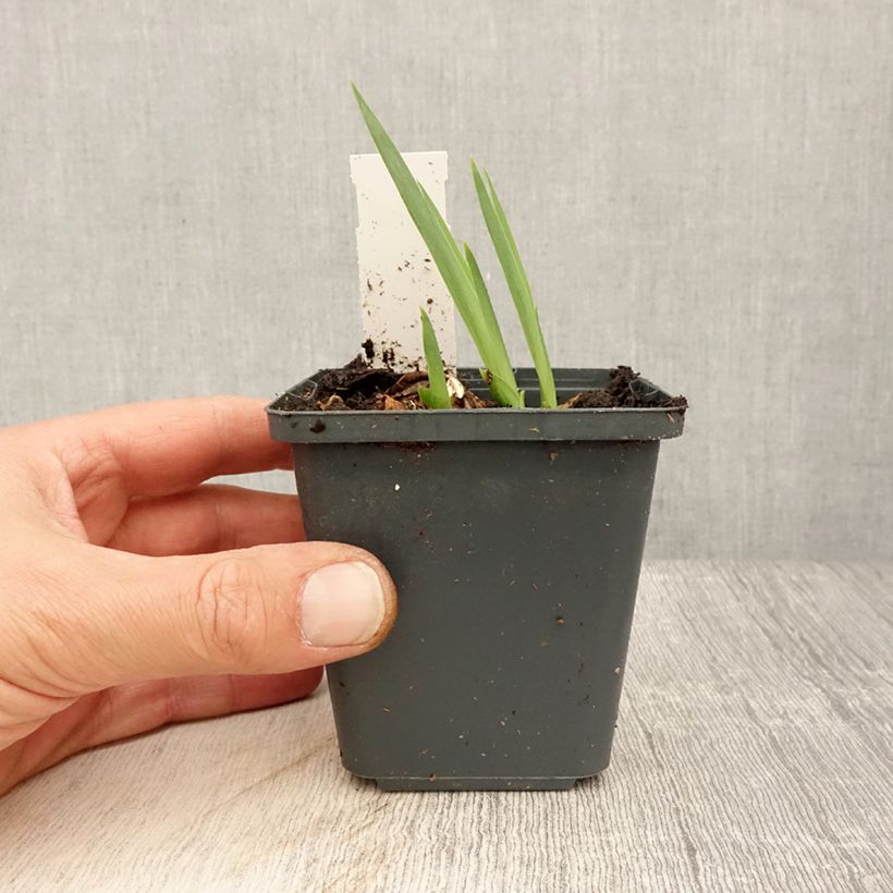 Example of Iris Dangerous Mood - Schwertlilie Kleine Töpfe von 8/9 cm as you get in printemps