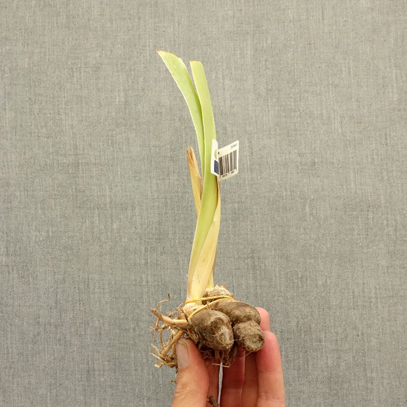 Exemplar von Iris Dazzling - Schwertlilie Rhizom wie im Winter geliefert