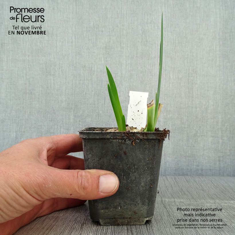 Exemplar von Iris germanica Déguisement - Grand Iris des Jardins  Godet de 8/9 cm wie im Herbst geliefert
