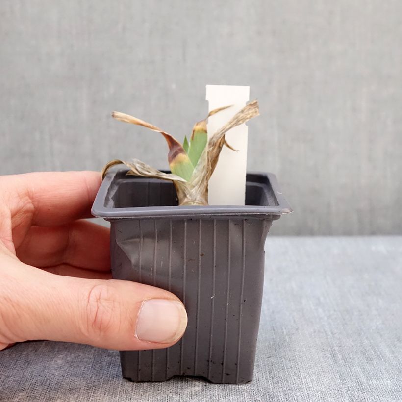 Example of Iris Delicato - Schwertlilie Kleine Töpfe von 8/9 cm as you get in hiver