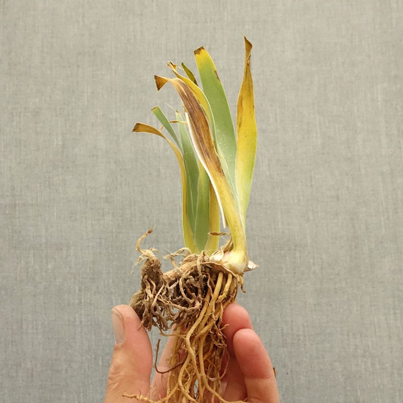 Exemplar von Iris Don't Stop Believing - Schwertlilie Rhizom wie im Winter geliefert