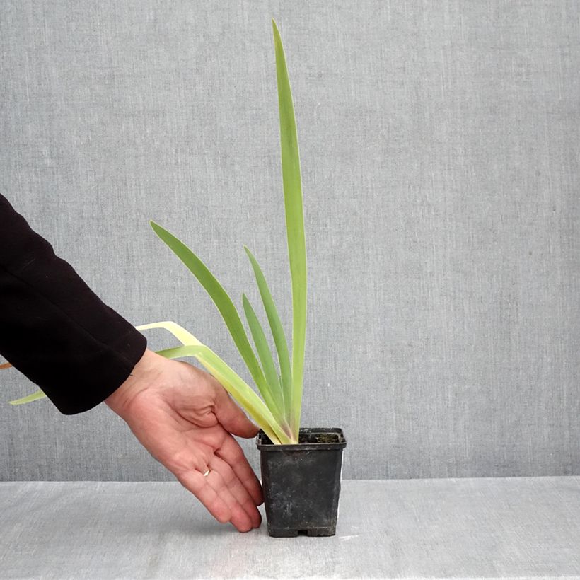 Exemplar von Iris Dracula's Kiss - Schwertlilie Kleine Töpfe von 8/9 cm wie im Herbst geliefert