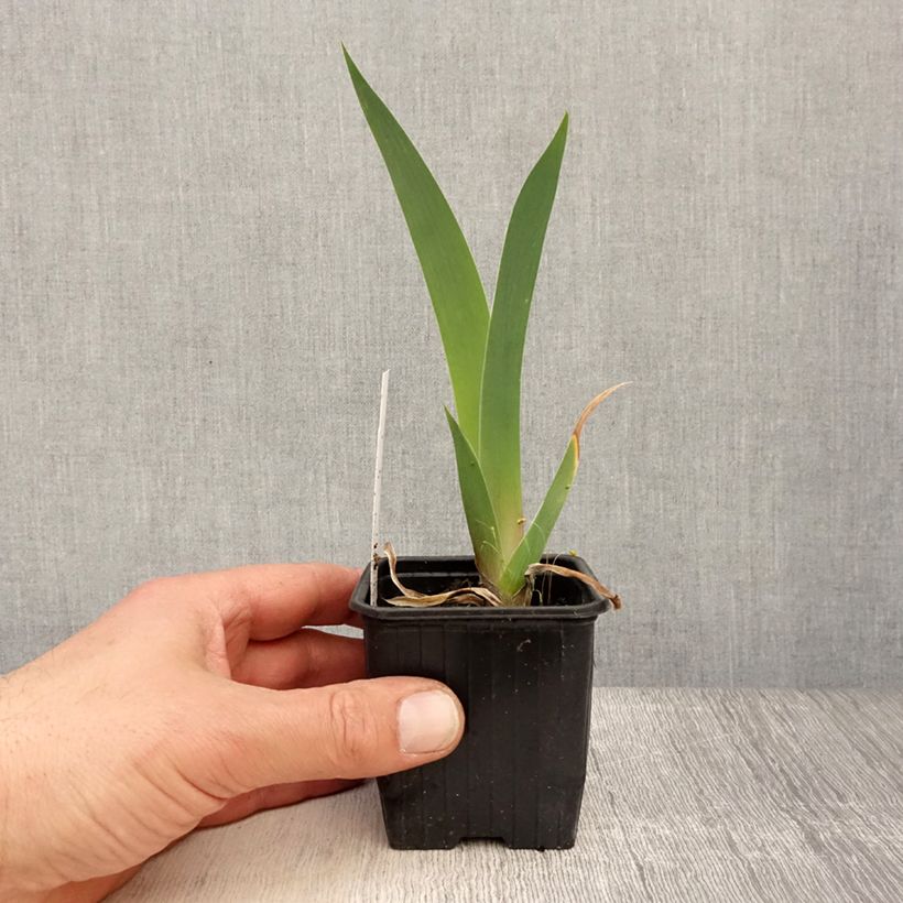 Exemplar von Iris Dutch Chocolate - Schwertlilie Kleine Töpfe von 8/9 cm wie im Frühjahr geliefert