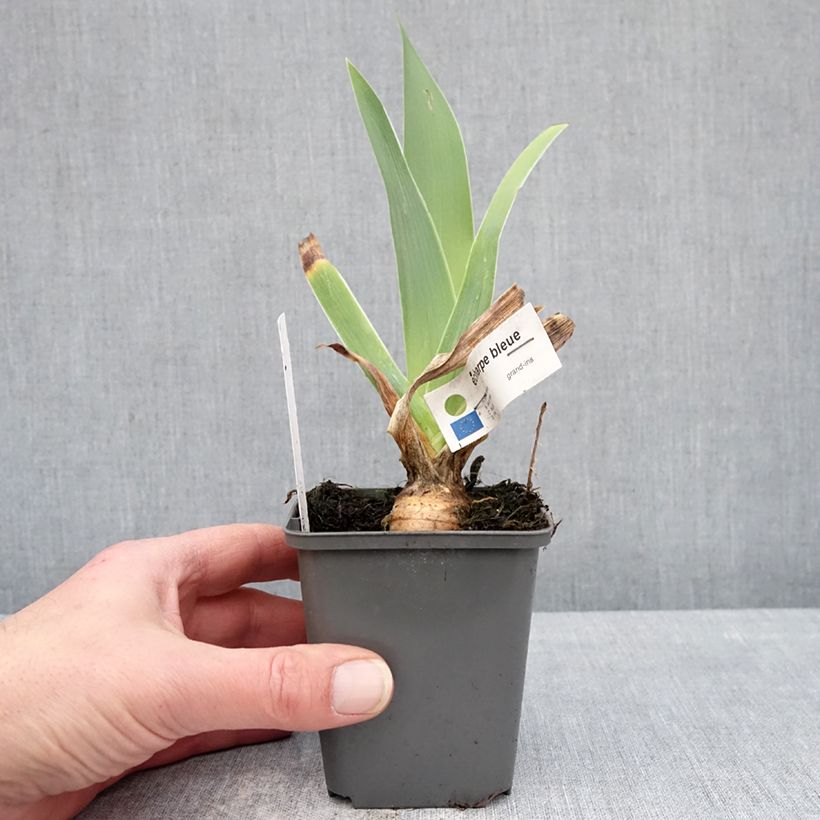 Exemplar von Iris germanica Écharpe Bleue - Schwertlilie Kleine Töpfe von 8/9 cm wie im Winter geliefert